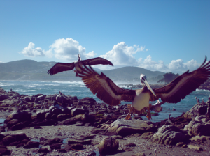 Bienvenidos-a-LaderaSur-pelicanos